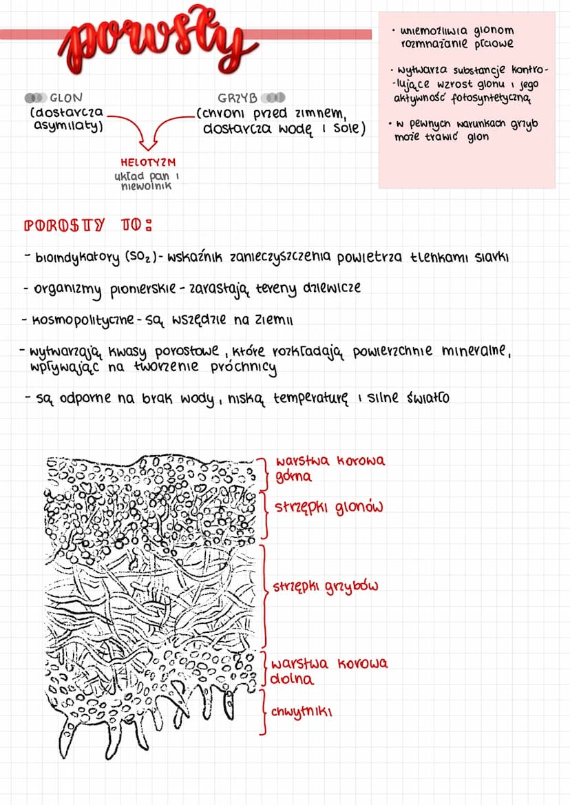 grzyby
1) wytwarzają strzępki nitkowate struktury tworzące grzybnię
GRZYBNIA- to cialo grzyba [plecha]
2) ściany komórkowe strzępek zbudowan