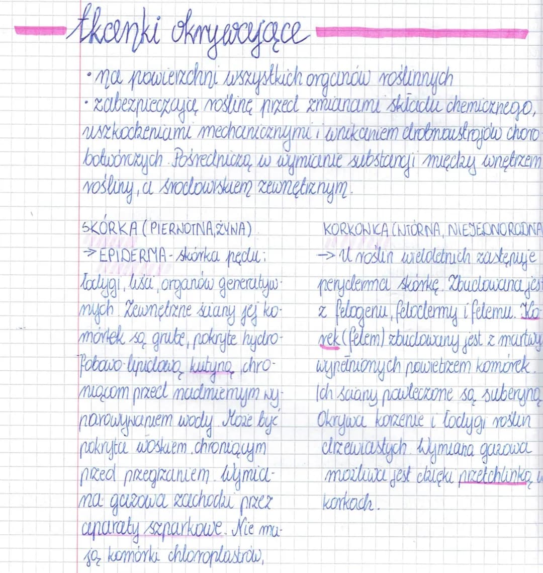 
<h2 id="epiderma">Epiderma</h2>
<p>Epiderma, zwana także skórką pędu, pokrywa powierzchnię wszystkich organów roślinnych. Jej główne funkcj
