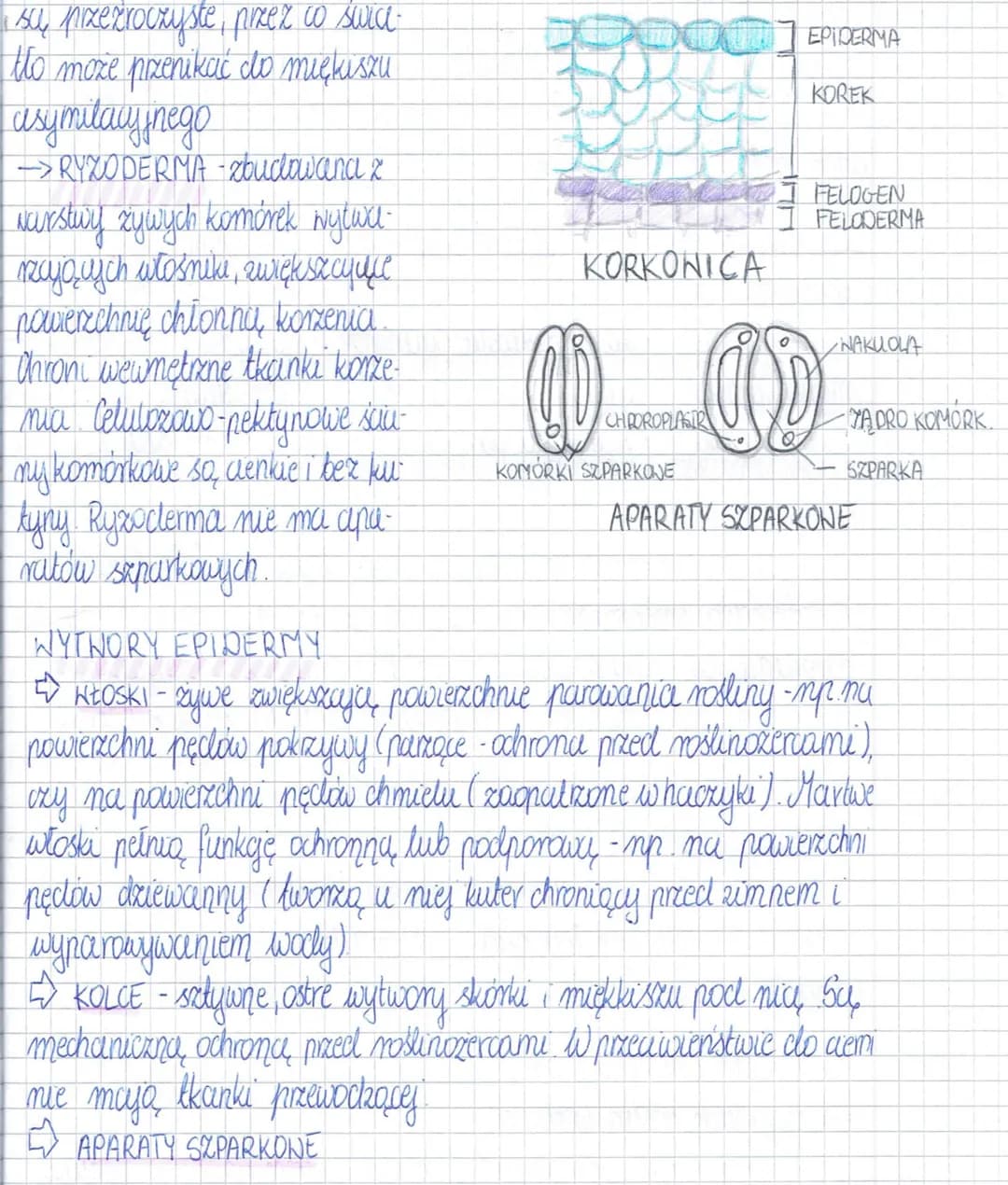 
<h2 id="epiderma">Epiderma</h2>
<p>Epiderma, zwana także skórką pędu, pokrywa powierzchnię wszystkich organów roślinnych. Jej główne funkcj