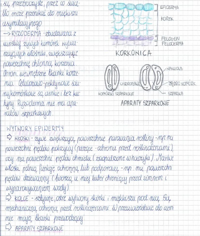 
<h2 id="epiderma">Epiderma</h2>
<p>Epiderma, zwana także skórką pędu, pokrywa powierzchnię wszystkich organów roślinnych. Jej główne funkcj