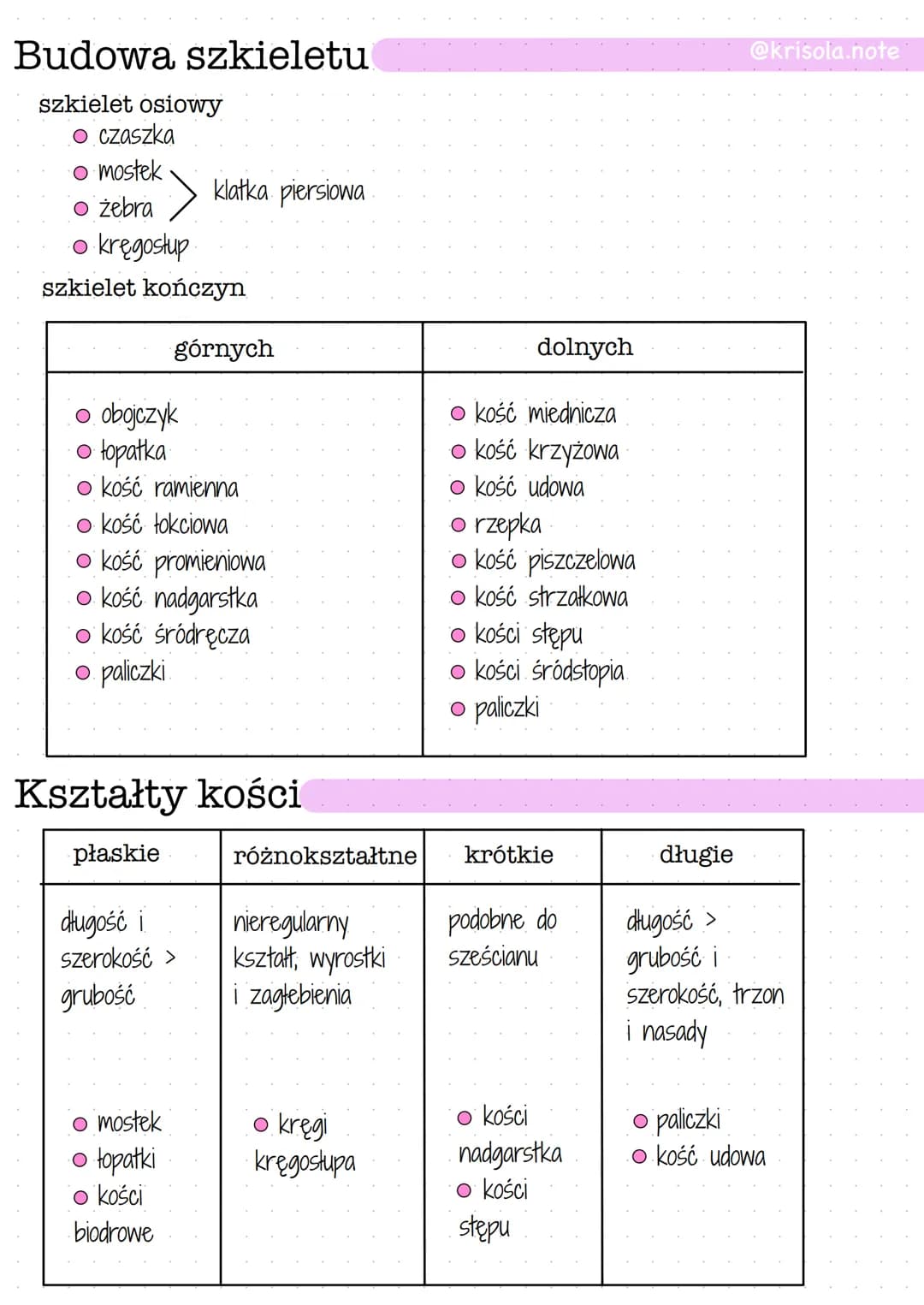 
<p>Szkielet osiowy człowieka składa się z czaszki, mostka, żeber i kręgosłupa, a także z kończyn górnych i dolnych. Szkielet jest podzielon