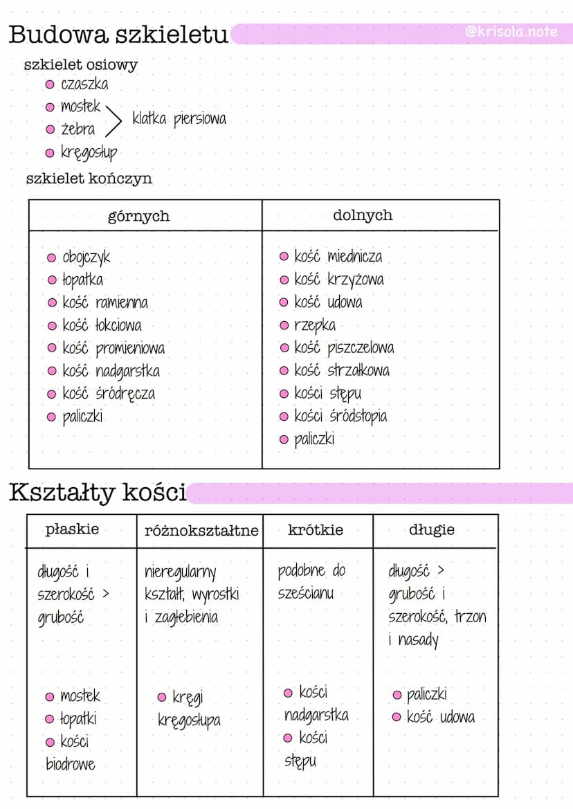 
<p>Szkielet osiowy człowieka składa się z czaszki, mostka, żeber i kręgosłupa, a także z kończyn górnych i dolnych. Szkielet jest podzielon