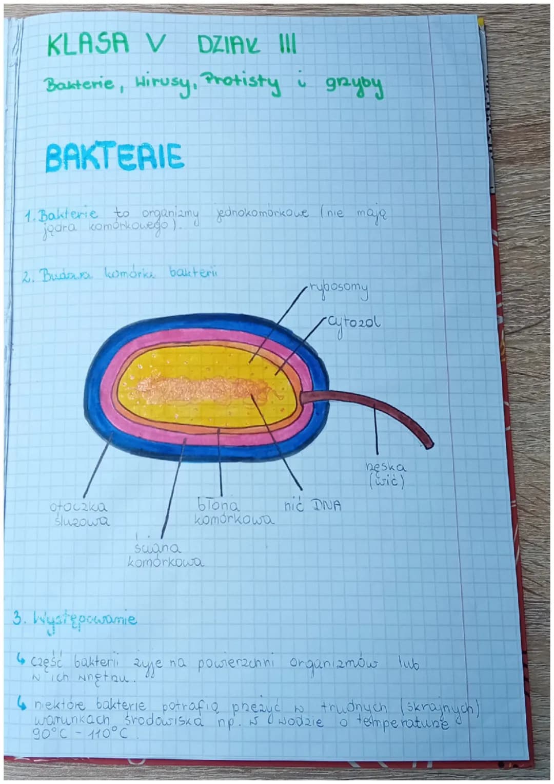 KLASA V DZIAK III
Bakterie, Hirusy, Protisty i
BAKTERIE
grzyby
1. Bakterie to organizmy jednokomorkowe (nie mają
jądra komórkowego
2. Budava