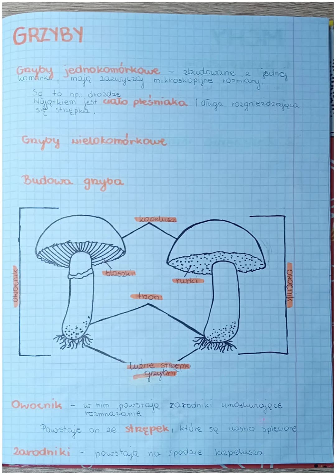 KLASA V DZIAK III
Bakterie, Hirusy, Protisty i
BAKTERIE
grzyby
1. Bakterie to organizmy jednokomorkowe (nie mają
jądra komórkowego
2. Budava