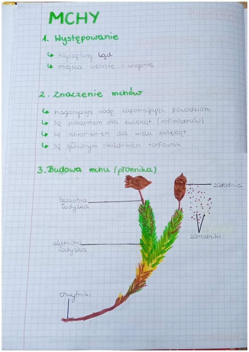 KLASA V DZIAK III
Bakterie, Hirusy, Protisty i
BAKTERIE
grzyby
1. Bakterie to organizmy jednokomorkowe (nie mają
jądra komórkowego
2. Budava