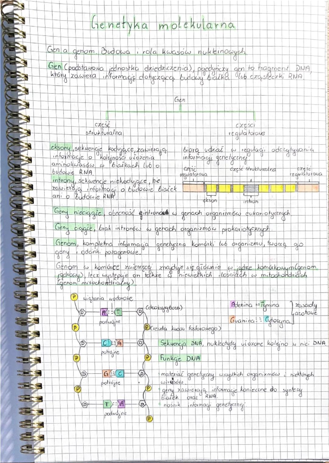 Genetyka molekularna
Gen a genom. Budowa i rola kwasów nukleinowych
Gen (podstawowa jednostka dziedziczenia), pojedynczy gen to fragment DNA