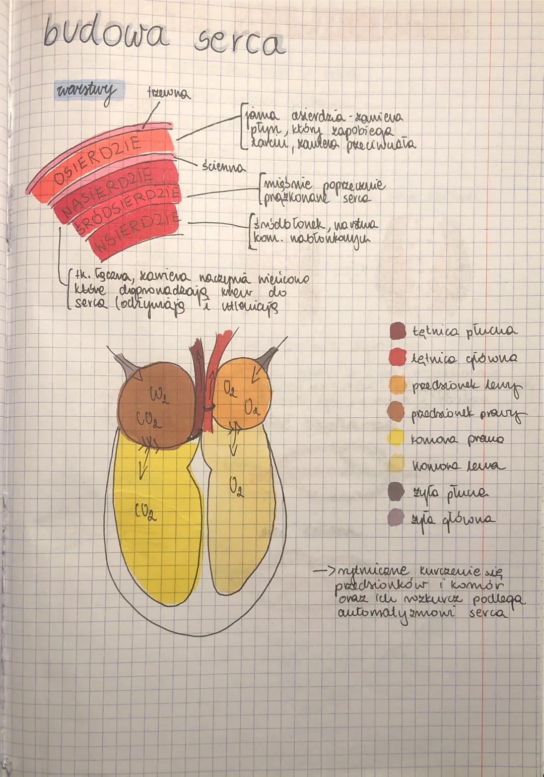 PRACA SERCA podlega
układour neniowemu
ukta dowi hormonalnemu
automaty znowi serca (regularme, niexalexine kurczenie
się przedsionków serca)