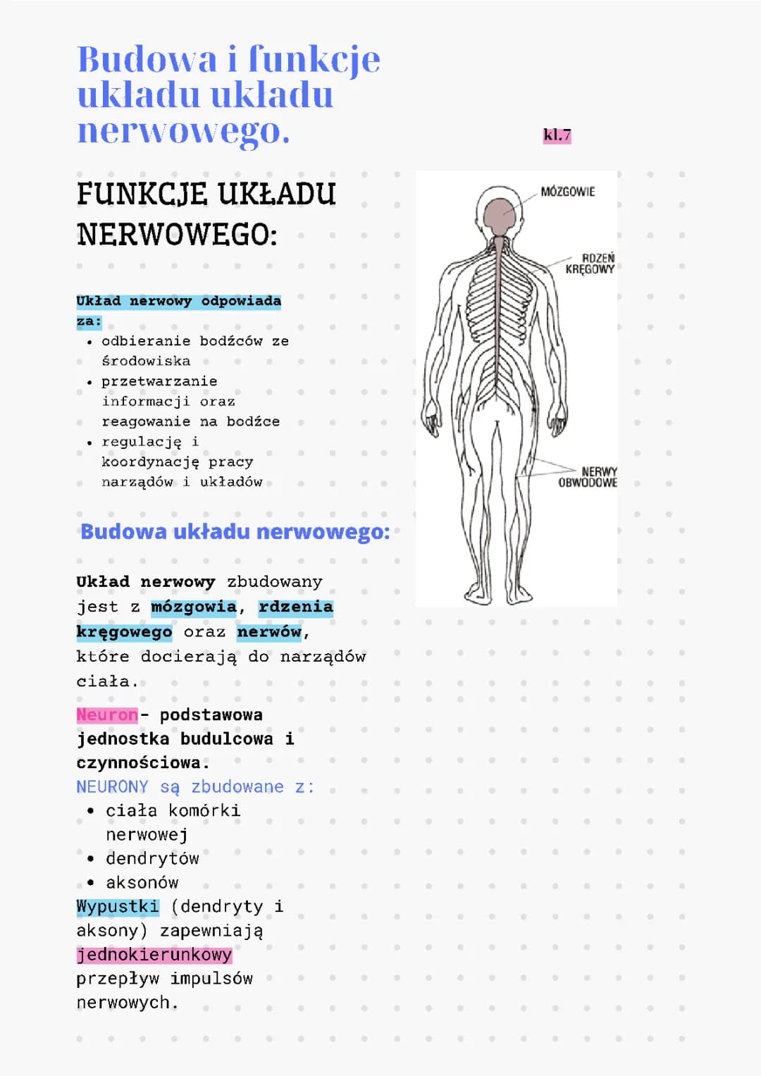 Budowa i funkcje układu nerwowego