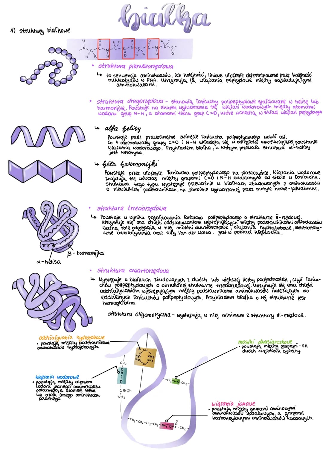 1) struktury białkowe
ana
x-hélisa
Jos
bialka
0
B-harmonijka
struktura pierwszorzędowa
↳to sekwencja aminokwasów, ich kolejność, liniowe ulo