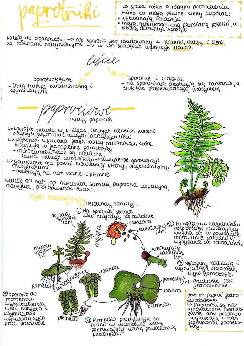 paprotniki
Naleia do organowców I ich sporofit jest
sq drewno.
liście
Sporotrofofilne
- iqua funkge zarodnionośną
asymilacyjna
- inacrej pap