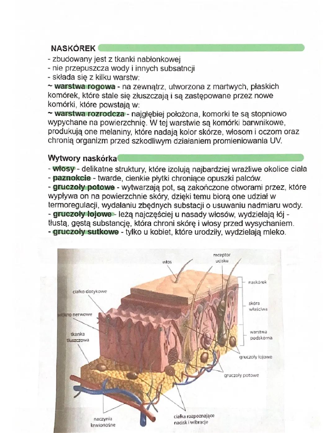 Naksórek i budowa skóry