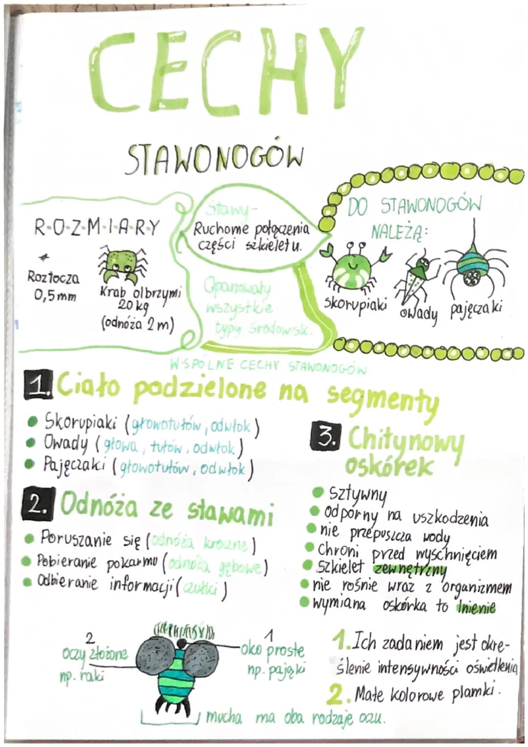 CECHY
STAWONOGÓW
ROZMIARY
Roztocza
0,5mm
Krab olbrzymi
20 kg
(odnóża 2m)
Stawy-
Ruchome połączenia
części szkieletu.
Opanowały
wszystkie
typ