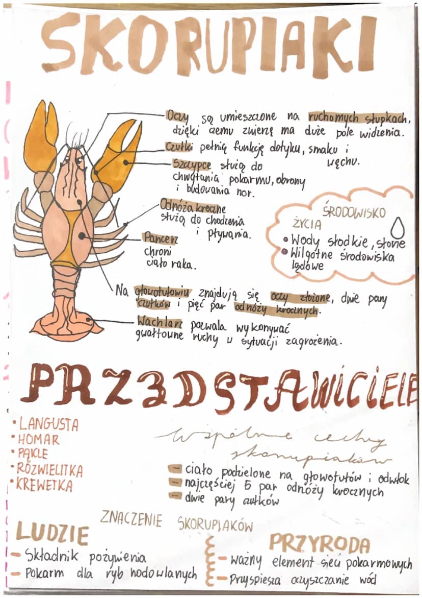 CECHY
STAWONOGÓW
ROZMIARY
Roztocza
0,5mm
Krab olbrzymi
20 kg
(odnóża 2m)
Stawy-
Ruchome połączenia
części szkieletu.
Opanowały
wszystkie
typ