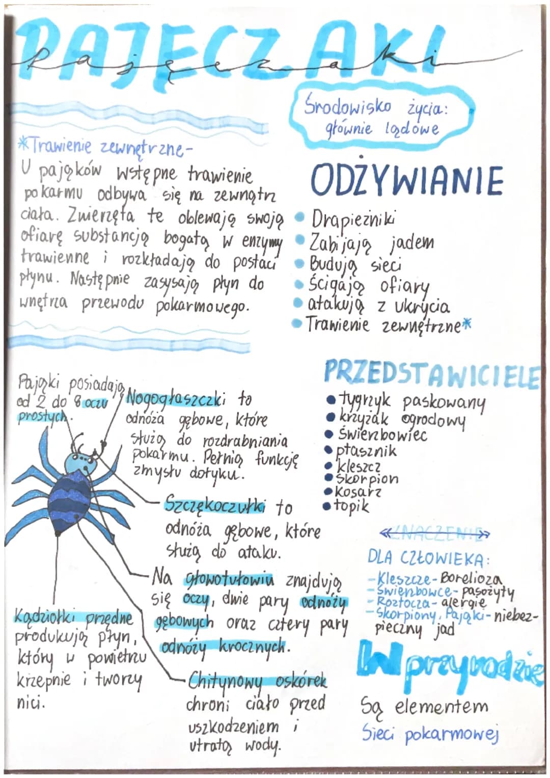 CECHY
STAWONOGÓW
ROZMIARY
Roztocza
0,5mm
Krab olbrzymi
20 kg
(odnóża 2m)
Stawy-
Ruchome połączenia
części szkieletu.
Opanowały
wszystkie
typ