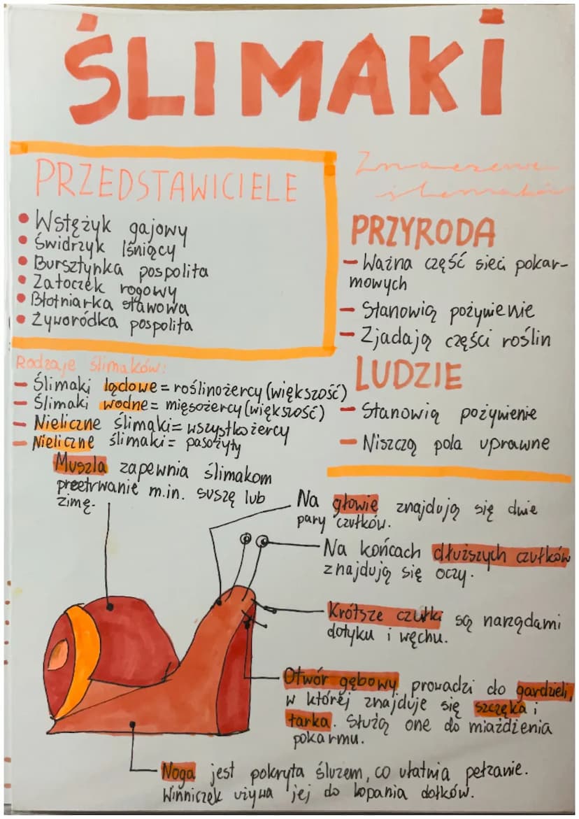CECHY
STAWONOGÓW
ROZMIARY
Roztocza
0,5mm
Krab olbrzymi
20 kg
(odnóża 2m)
Stawy-
Ruchome połączenia
części szkieletu.
Opanowały
wszystkie
typ