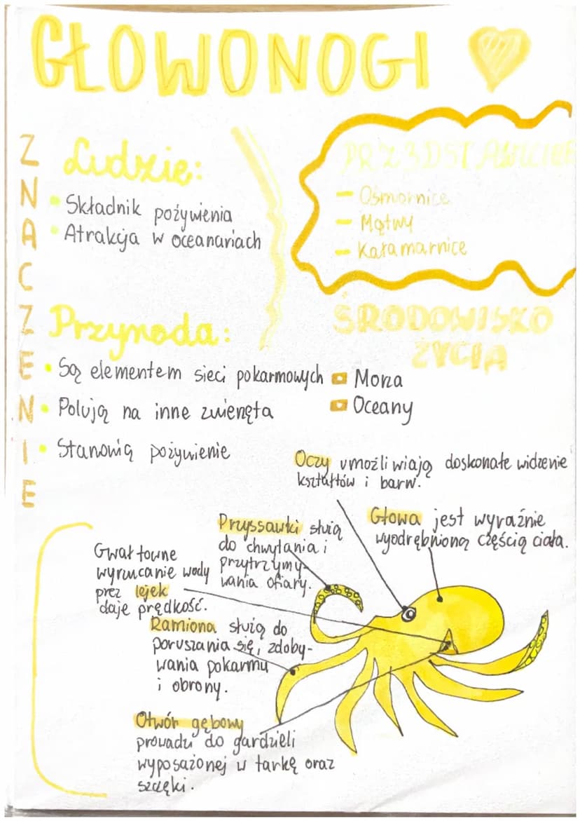 CECHY
STAWONOGÓW
ROZMIARY
Roztocza
0,5mm
Krab olbrzymi
20 kg
(odnóża 2m)
Stawy-
Ruchome połączenia
części szkieletu.
Opanowały
wszystkie
typ