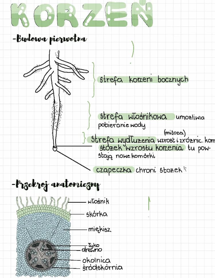 Know korzeń - budowa thumbnail