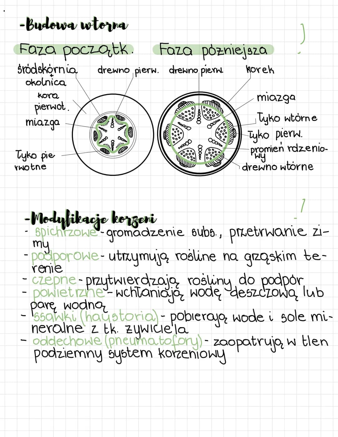 KORZEN
-Budowa pierwotna
Strefa korzeni bocznych
strefa włośnikowa umozliwia
pobieranie wody
(mitoza)
} Strefa wydłużenia wzrost i zroznic. 