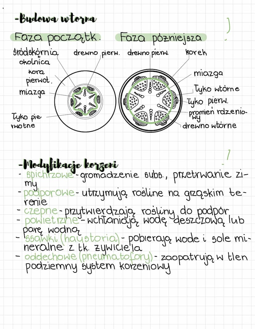KORZEN
-Budowa pierwotna
Strefa korzeni bocznych
strefa włośnikowa umozliwia
pobieranie wody
(mitoza)
} Strefa wydłużenia wzrost i zroznic. 