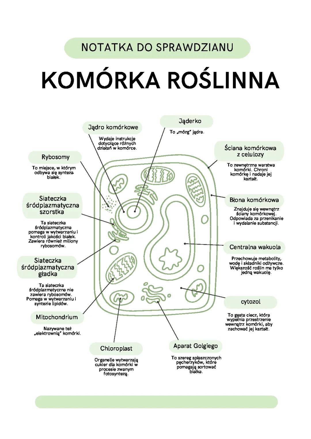 Budowa komórki roślinnej i zwierzęcej - co musisz wiedzieć!