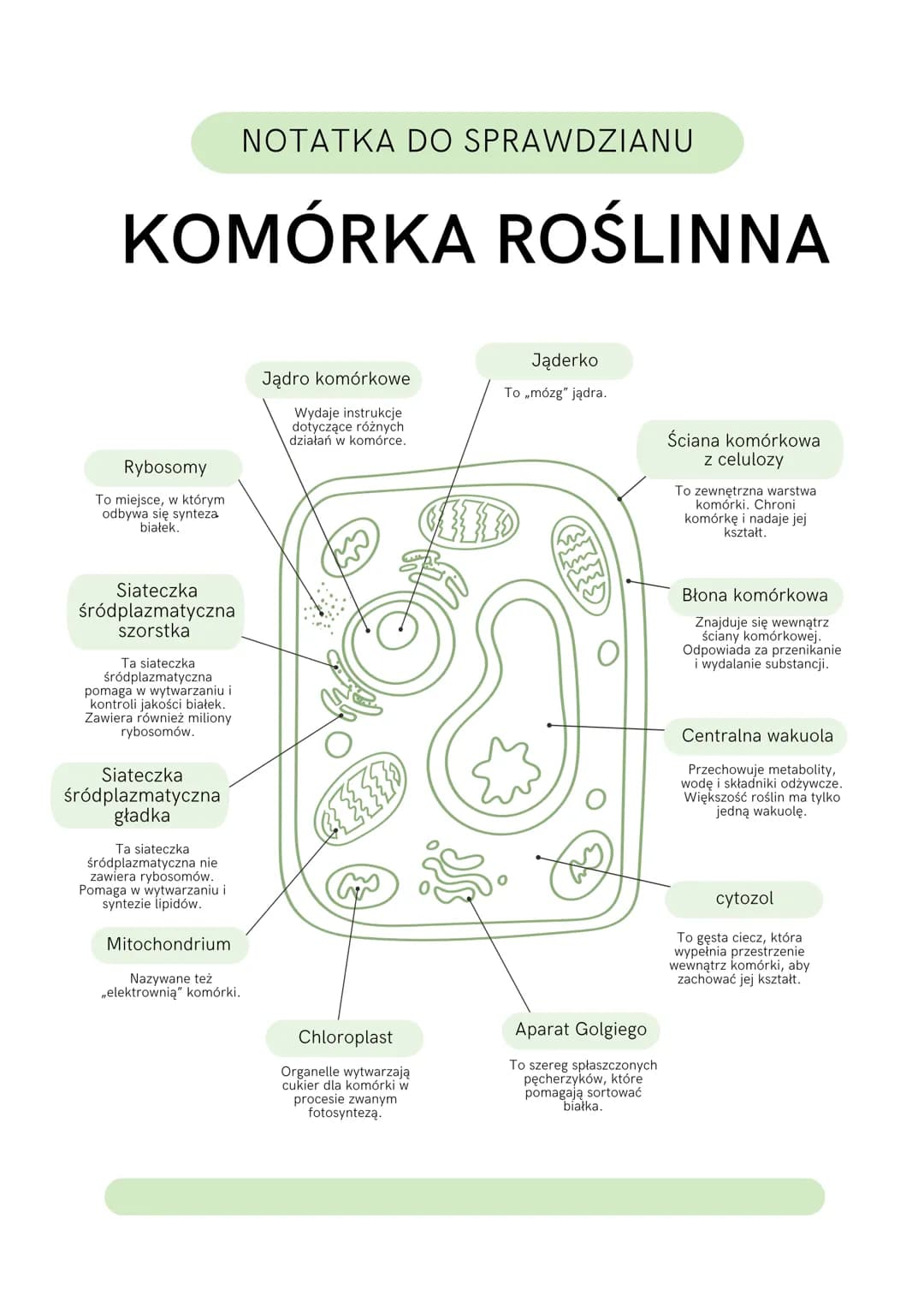 NOTATKA DO SPRAWDZIANU
KOMÓRKA ROŚLINNA
Rybosomy
To miejsce, w którym
odbywa się synteza
białek.
Siateczka
śródplazmatyczna
szorstka
Ta siat