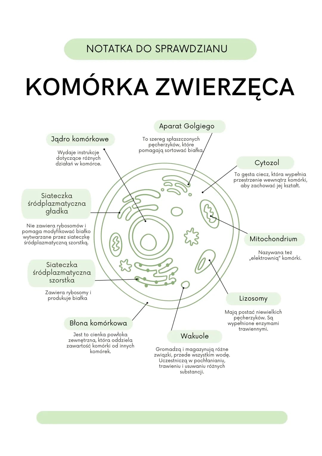 NOTATKA DO SPRAWDZIANU
KOMÓRKA ROŚLINNA
Rybosomy
To miejsce, w którym
odbywa się synteza
białek.
Siateczka
śródplazmatyczna
szorstka
Ta siat