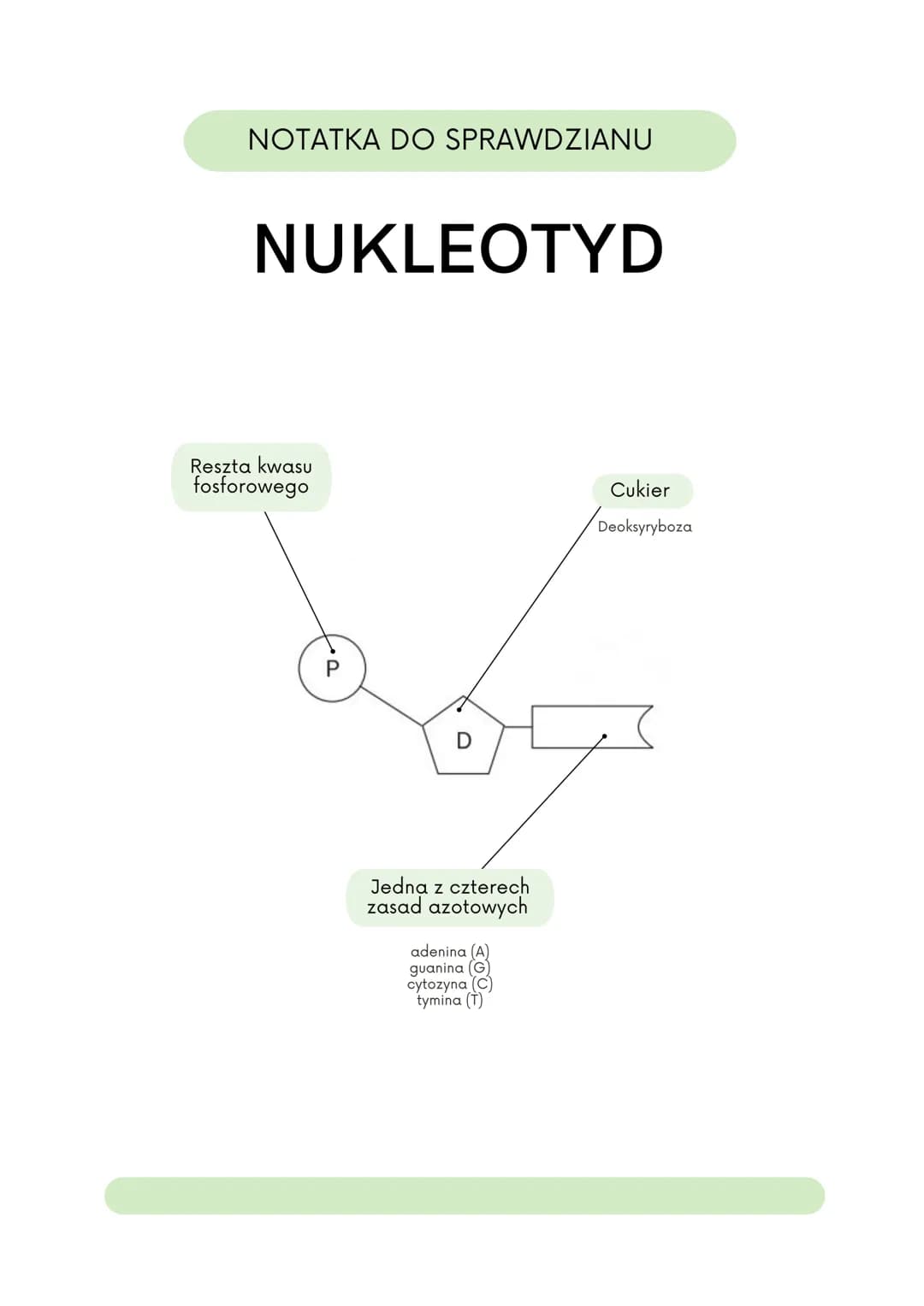 NOTATKA DO SPRAWDZIANU
KOMÓRKA ROŚLINNA
Rybosomy
To miejsce, w którym
odbywa się synteza
białek.
Siateczka
śródplazmatyczna
szorstka
Ta siat