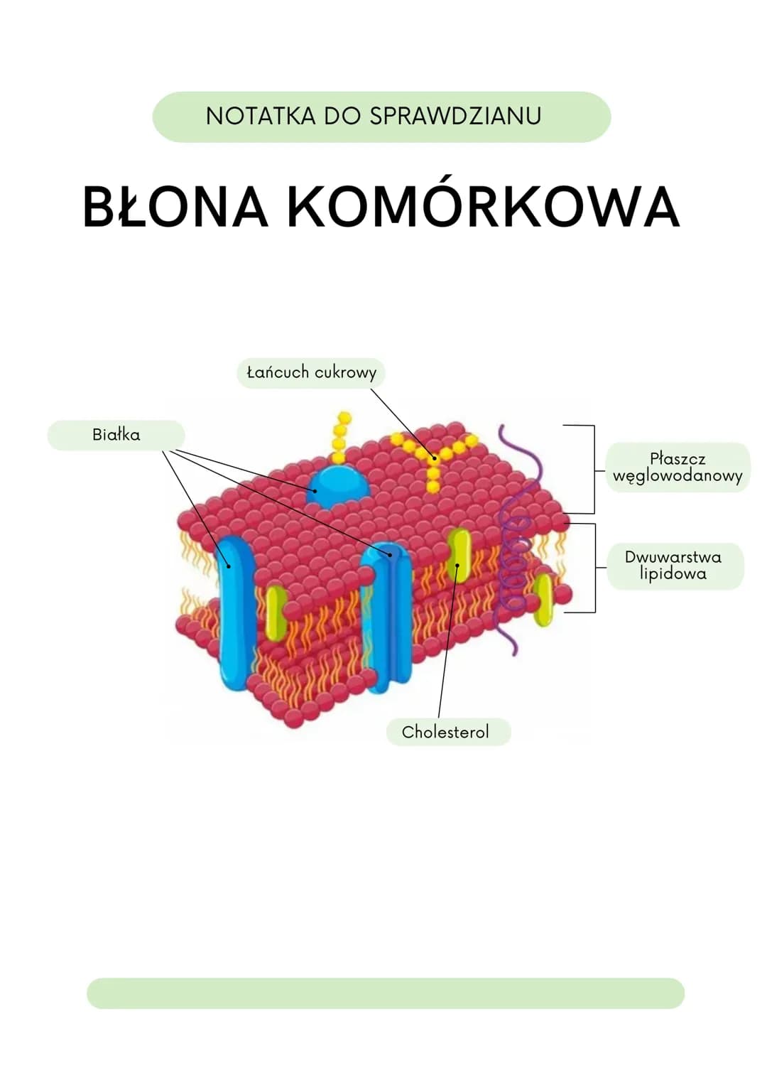 NOTATKA DO SPRAWDZIANU
KOMÓRKA ROŚLINNA
Rybosomy
To miejsce, w którym
odbywa się synteza
białek.
Siateczka
śródplazmatyczna
szorstka
Ta siat