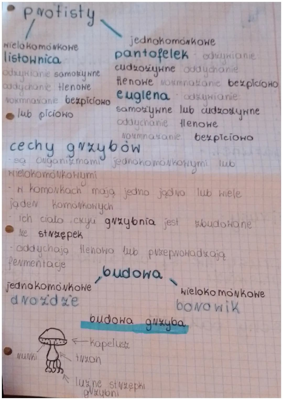 Protisty
Hielo komórkowe
listownica
odayxianie samoky wine
addychanie Henowe
jednokomórkowe
pantofelek dunianie
cudzosiywne oddychanie
Henow