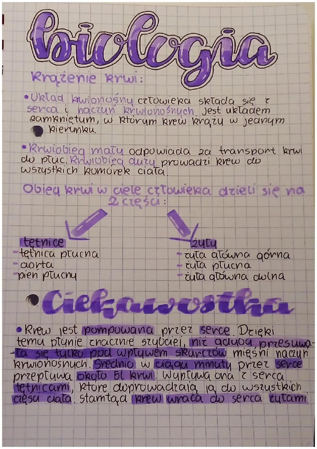 Obieg krwi w organizmie człowieka – jak transportuje krew do płuc i komórek?