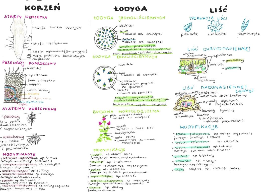 Części Rośliny - Korzeń, Łodyga, Liść