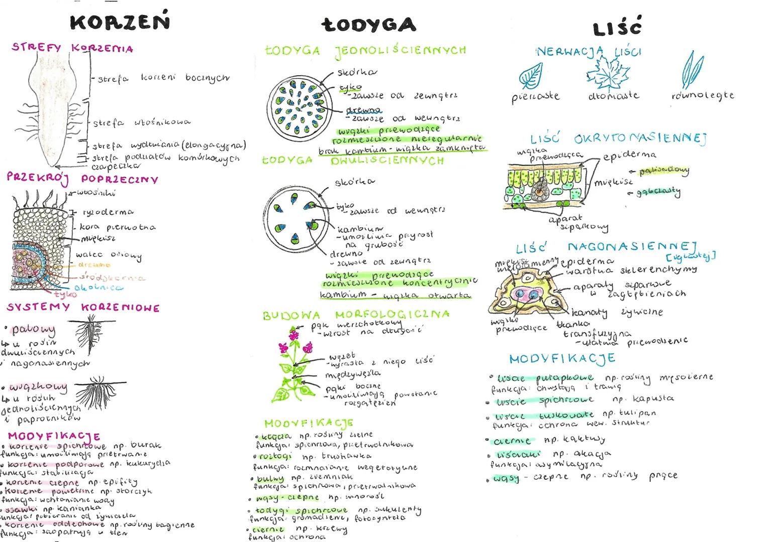 KORZEŃ
STREFY KORZENIA
PRZEKROJ
js woośniki
• wiązkowy
↳u rosuh
i
strefa korceni bocznych
-strefa włośnikowa
strefa wydtwiania (elongacyna)
