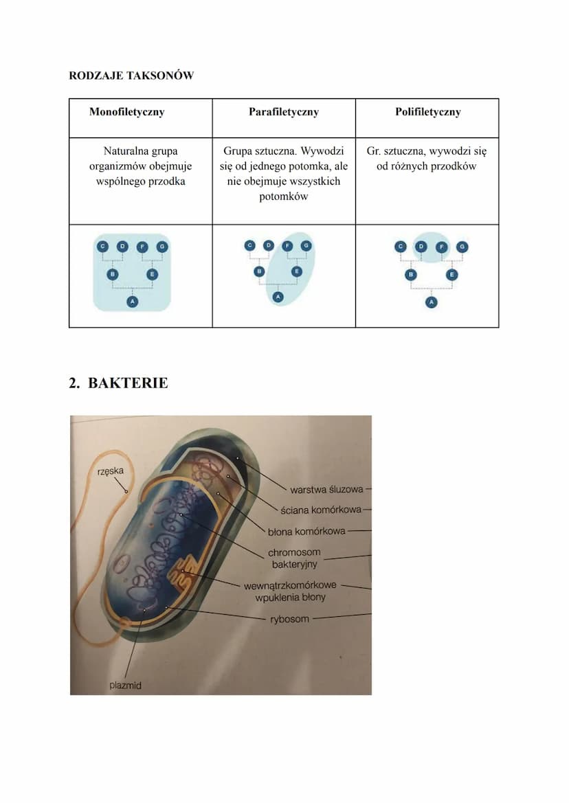 Biologia
1. KLASYFIKACJA ORGANIZMÓW
Taksonomia- zajmuje się określaniem reguł klasyfikacji i nazewnictwa systematycznego
Filogenetyka zajmuj