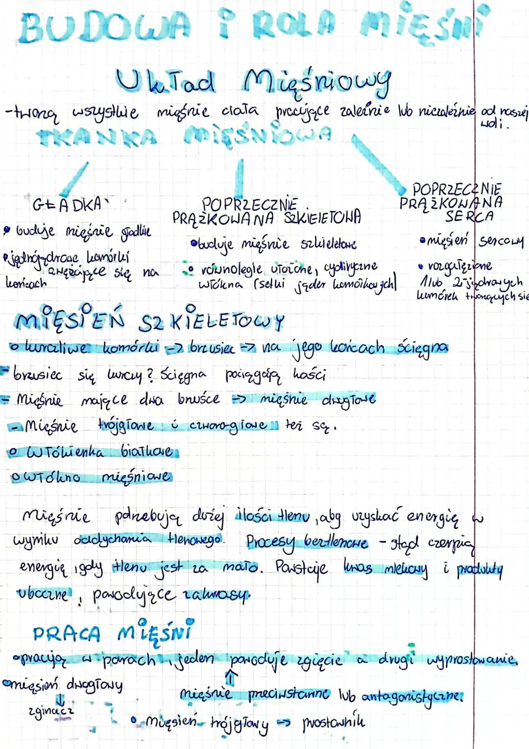 Budowa i Funkcje Mięśni - Lekcja Biologii Klasa 7