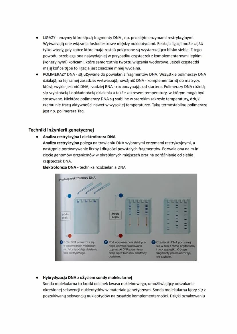 # Podstawowe narzędzia i techniki inżynierii genetycznej
Inżynieria genetyczna - dziedzina nauki, która zajmuje się opracowywaniem technik i