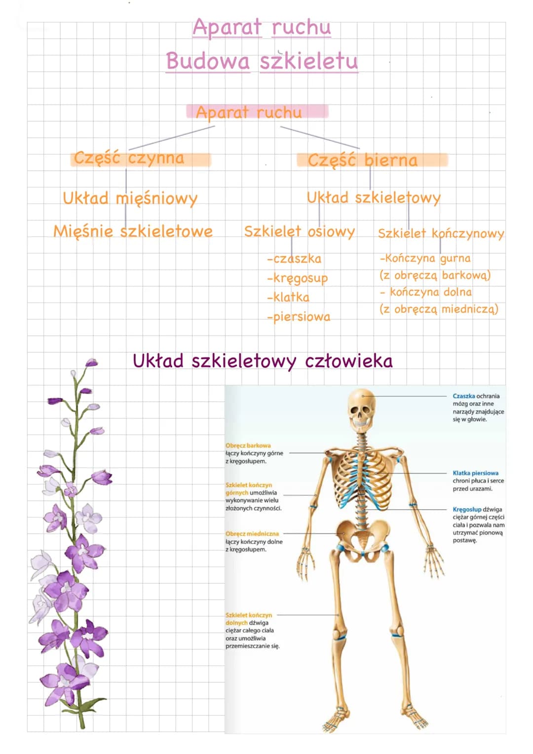 Aparat ruchu
Budowa szkieletu
Aparat ruchu
Część czynna
Układ mięśniowy
Mięśnie szkieletowe
Szkielet osiowy
zkielet
-czaszka
-kręgosup
-klat