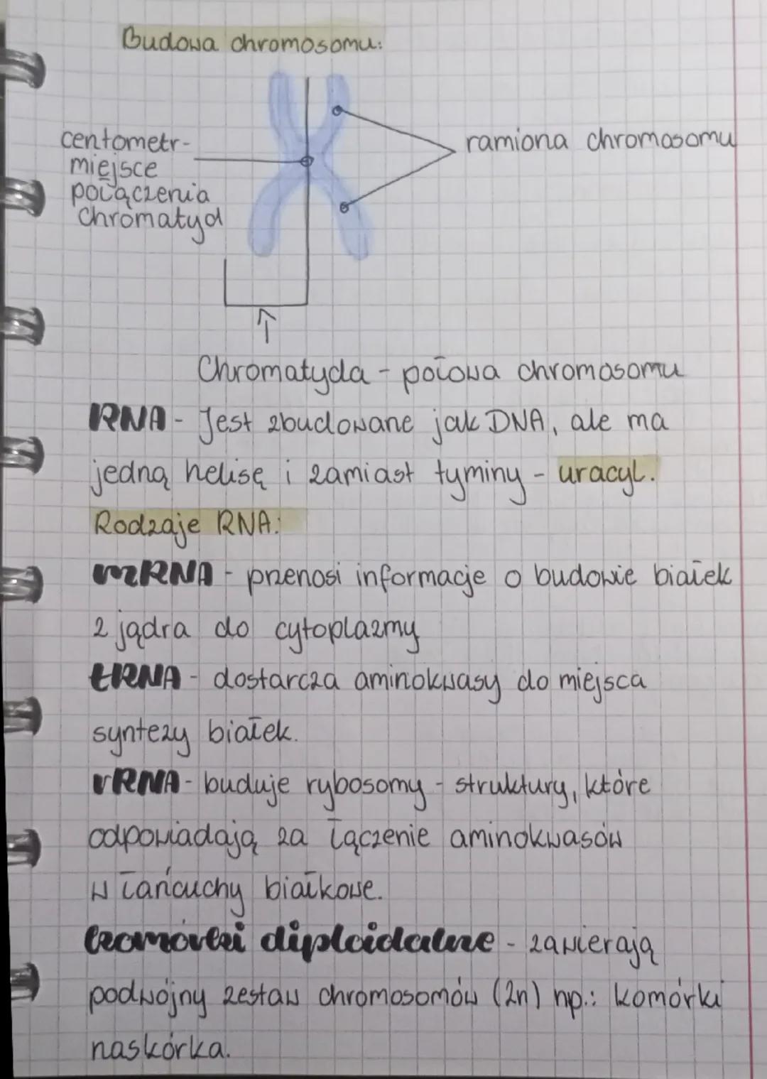 --- OCR Start ---
Biologia
Genetylsa - Nauka zajmująca się driedsize-
niem cech oraz zmiennością organizmów.
Cechy dziedziczne - Cechy, ktor