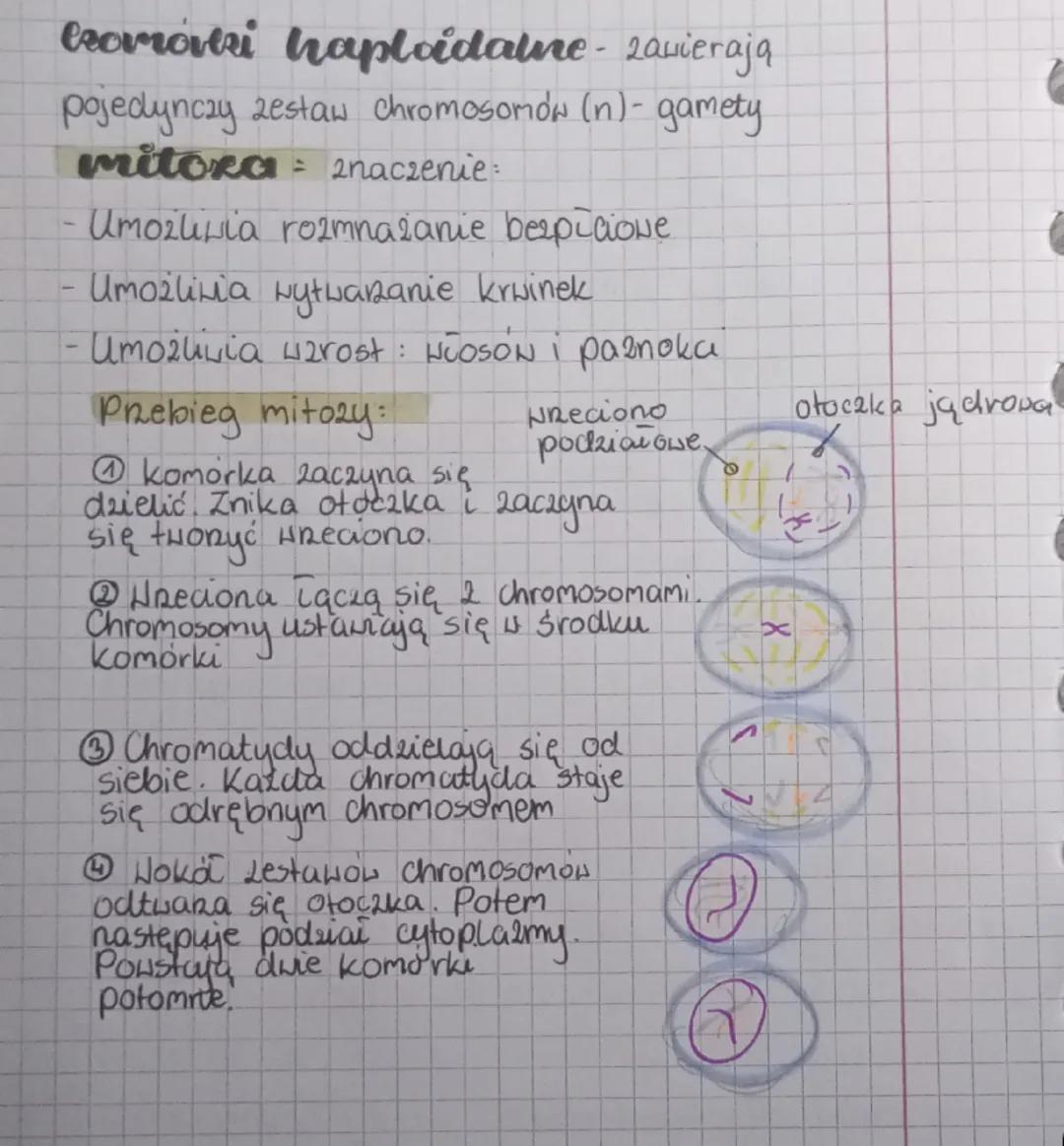 --- OCR Start ---
Biologia
Genetylsa - Nauka zajmująca się driedsize-
niem cech oraz zmiennością organizmów.
Cechy dziedziczne - Cechy, ktor