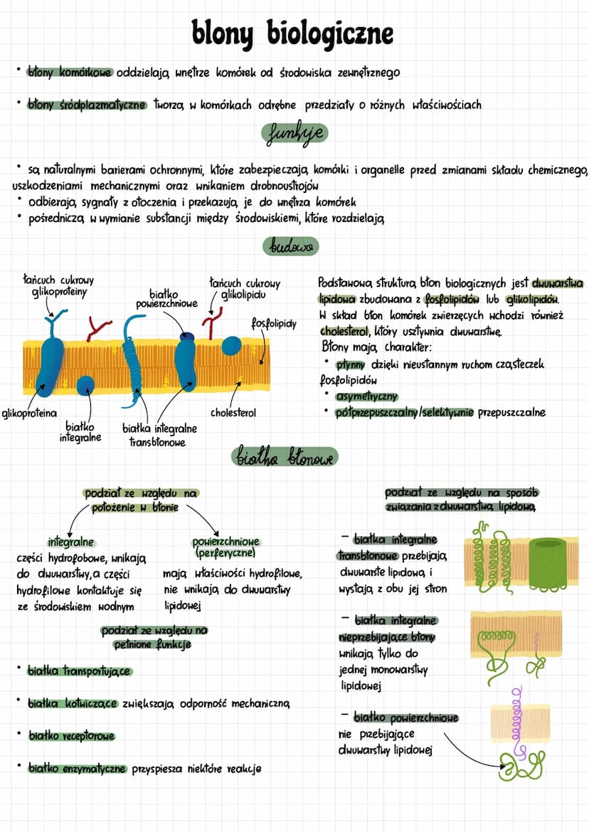 Zaznacz Wszystkie Funkcje Spośród Podanych Które Pełnią Błony Biologiczne Budowa i Funkcje Błon Biologicznych - Prostym Językiem (Biologia) jako