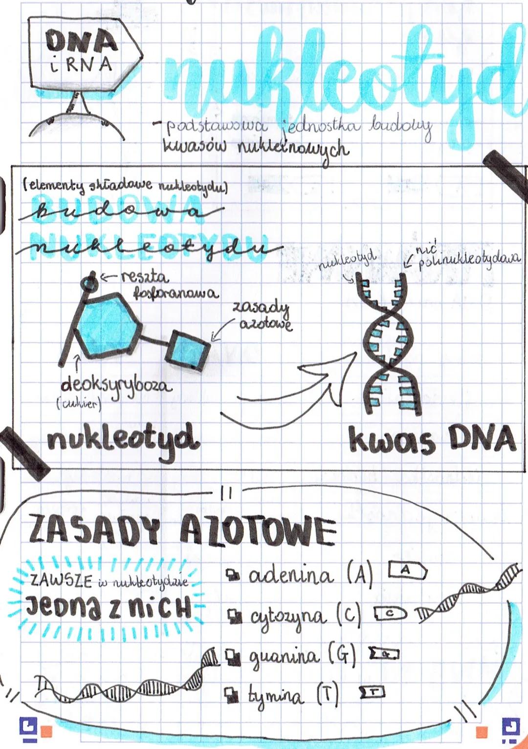 ONA
iRNA
(elementy shadowe nukleotydu)
budowa
ikteo
n
-podstawowa jednostha budowy
kwasów nukleinowych
nickleotydu
resata
Posporanowa
deoksy