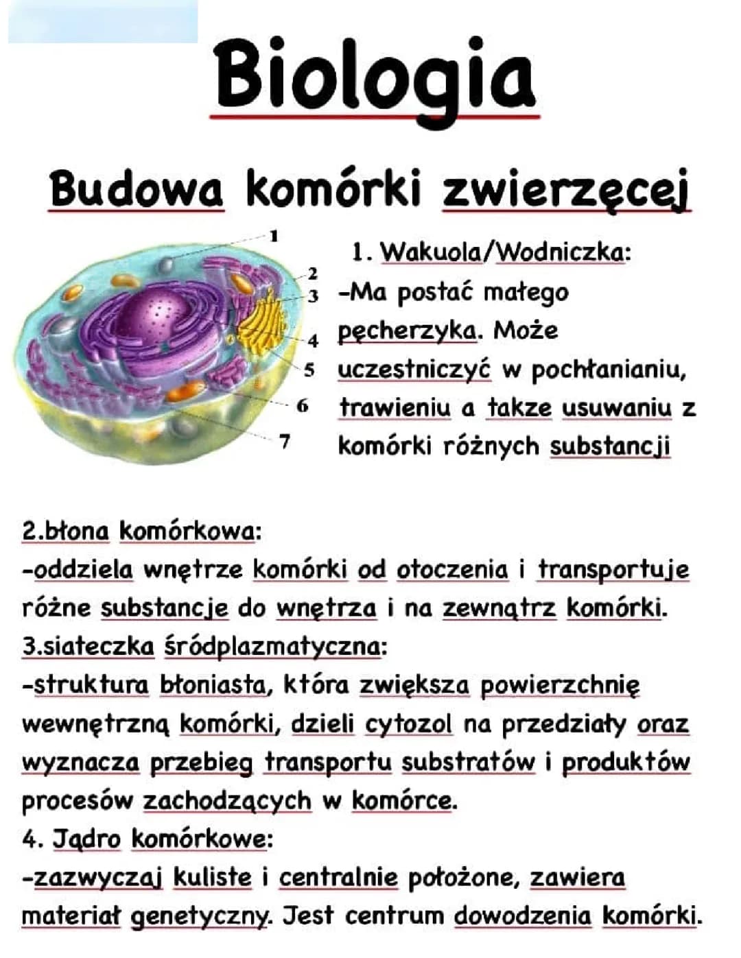 Komórka zwierzęca