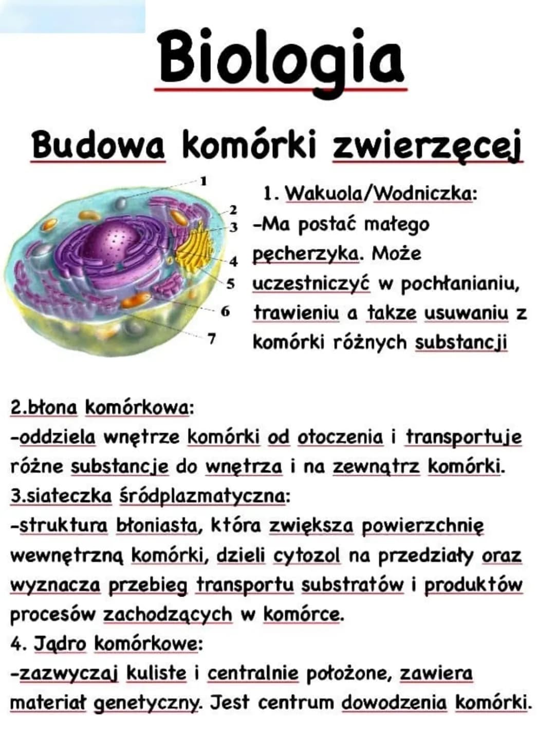 Biologia
Budowa komórki zwierzęcej
7
1. Wakuola/Wodniczka:
33-Ma
3 -Ma postać małego
4
pęcherzyka. Może
5 uczestniczyć w pochłanianiu,
6 tra