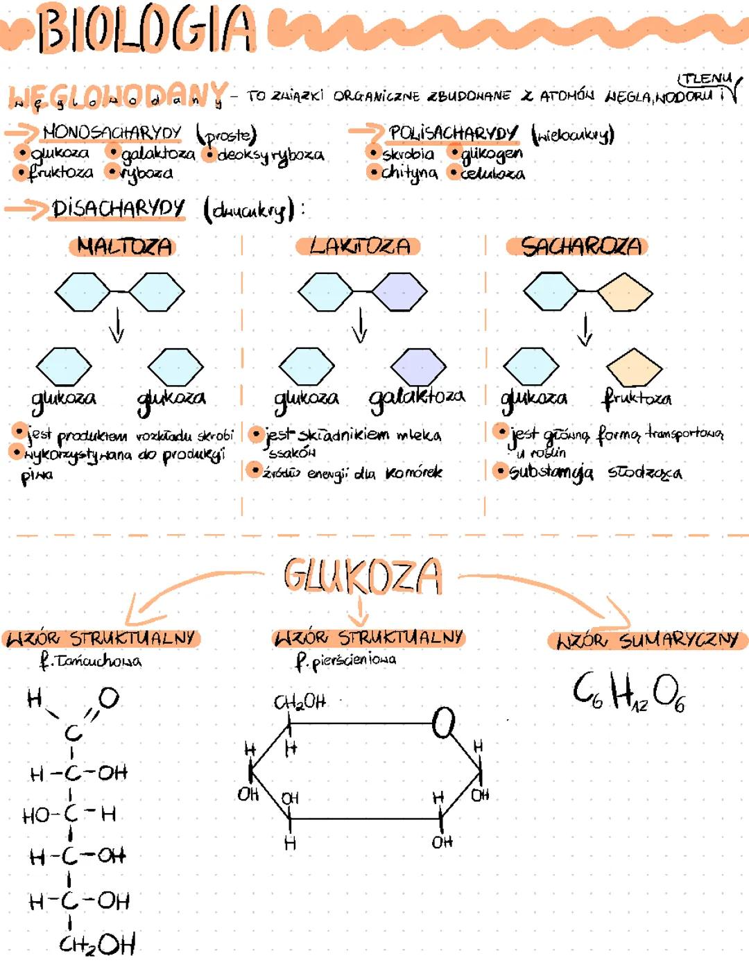 Co to są węglowodany? Biologia dla uczniów klasa I