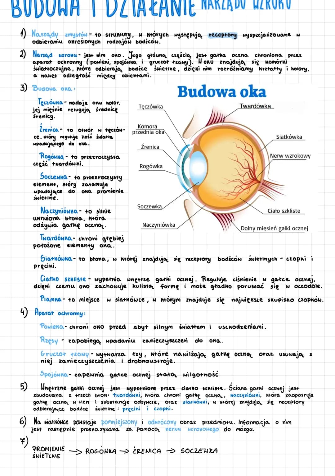 Narząd wzroku 