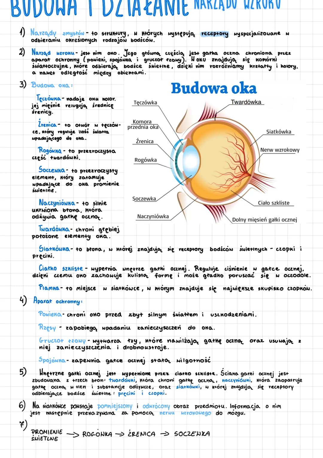 BUDOWA I DZIAŁANIE NARZĄDU WZROKO
1) Narządy zmystów - to struktury, w których występują receptory wyspecjalizowane w
odbieraniu okresionych