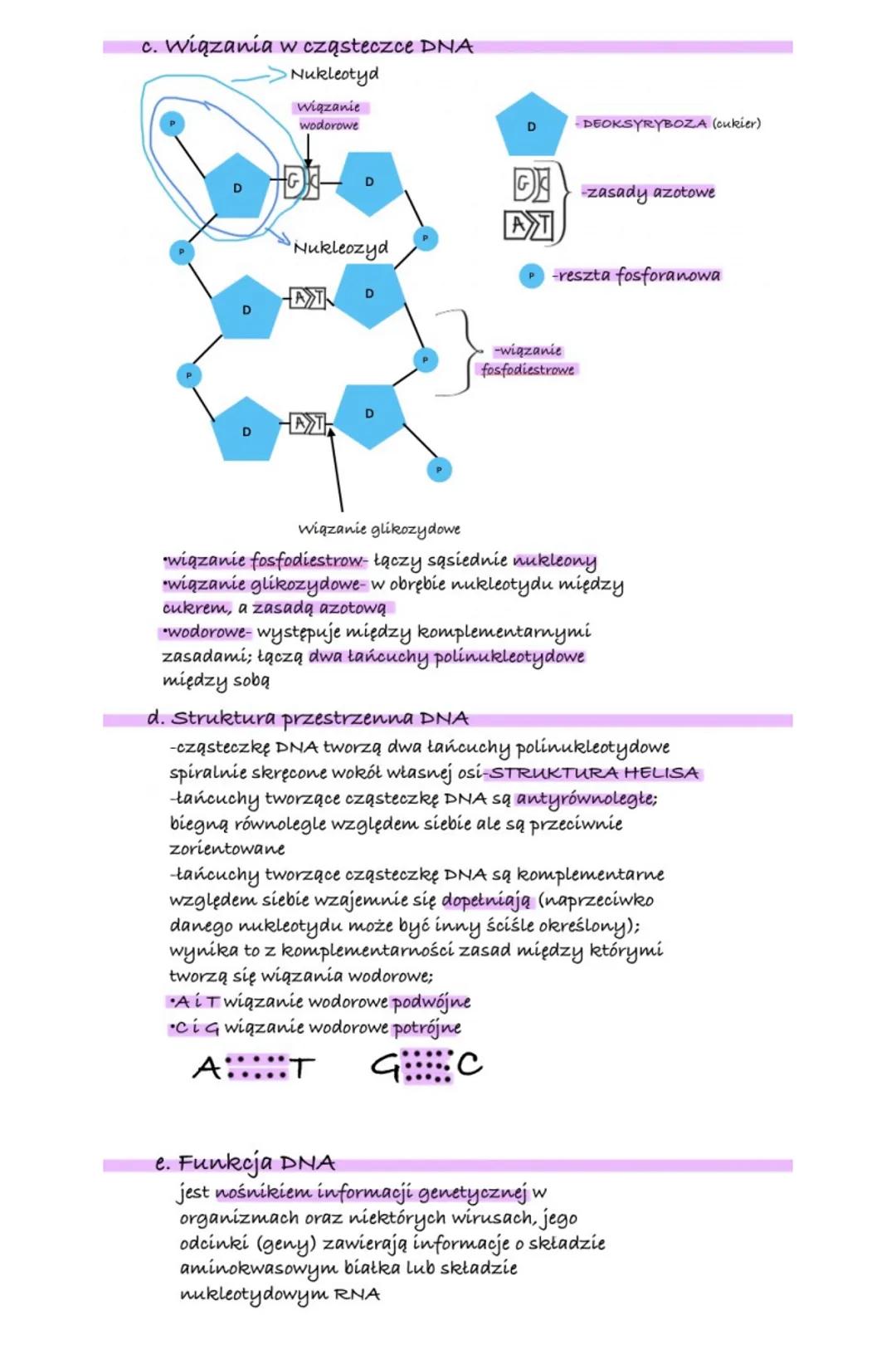 Kwasy nukleinowe
W organizmach dwa kwasy nukleinowe:
DNA-kwas deoksyrybonukleinowy
a. Miejsce występowania w komórce:
-w jądrze komórkowym
-