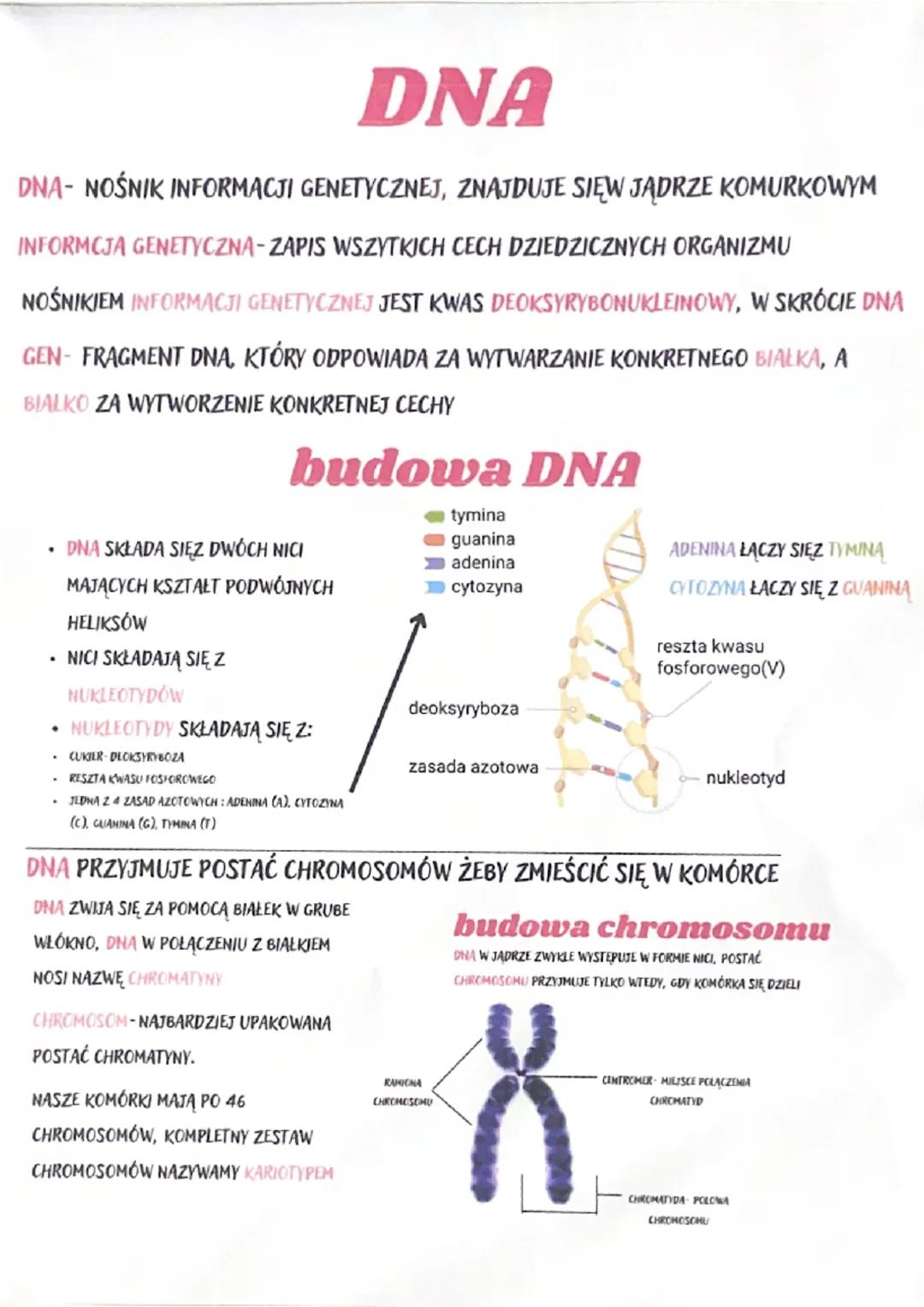DNA
DNA- NOŚNIK INFORMACJI GENETYCZNEJ, ZNAJDUJE SIĘW JĄDRZE KOMURKOWYM
INFORMCJA GENETYCZNA-ZAPIS WSZYTKICH CECH DZIEDZICZNYCH ORGANIZMU
NO