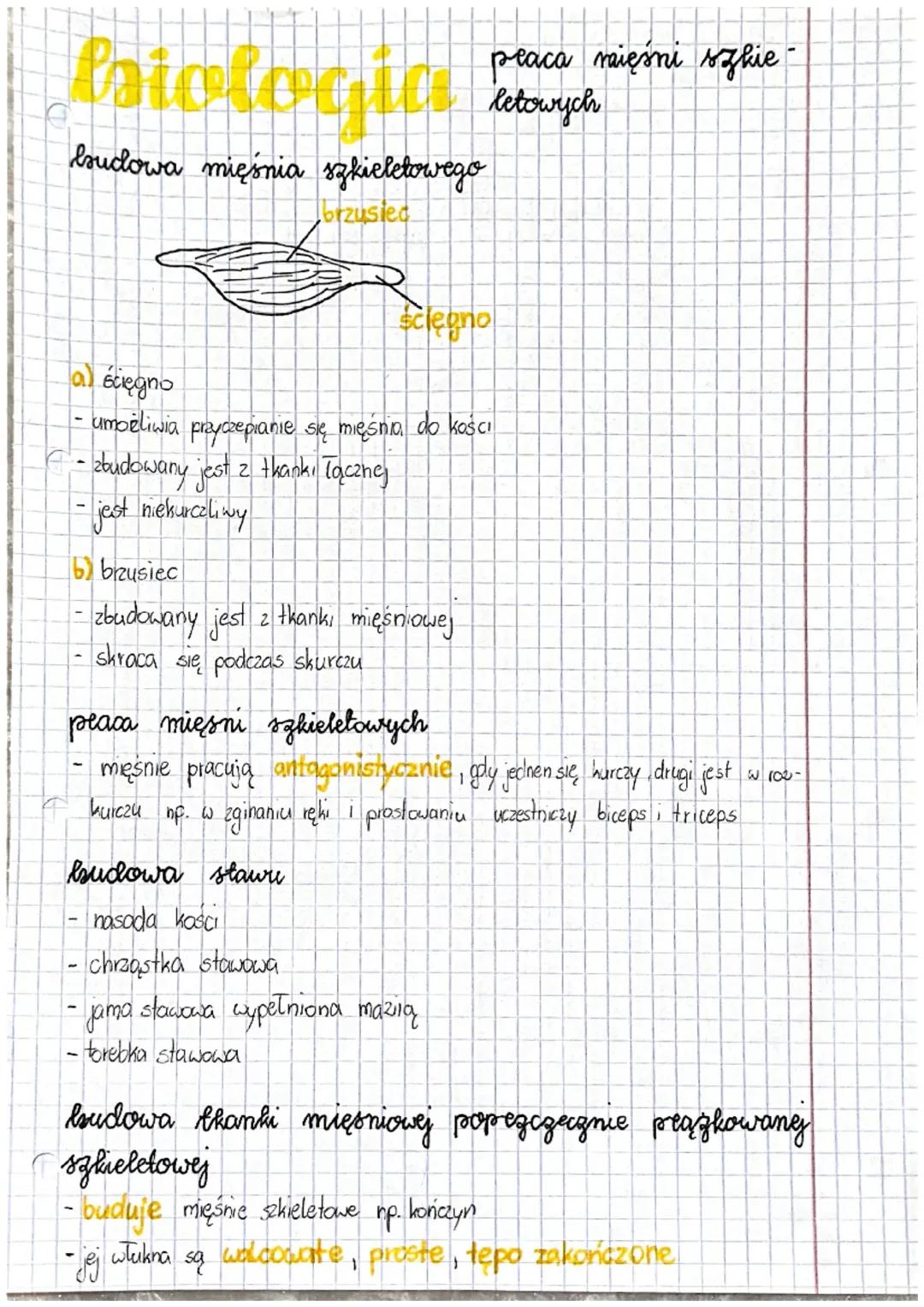 Praca mięśni układu szkieletowego - Biologia klasa 7