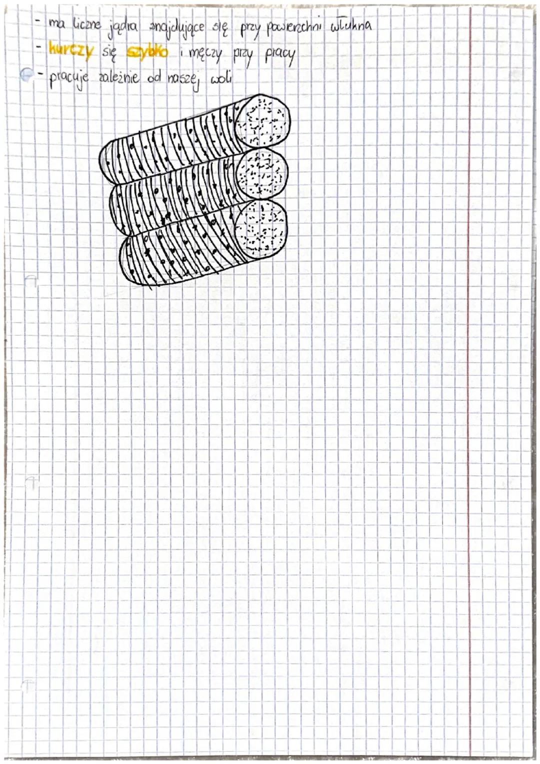 Patologia letough
budowa mięśnia szkieletowego
brzusied
a ścięgno
umożliwia przyczepianie się mięśnia do kości
- zbudowany jest z tkanki łąc