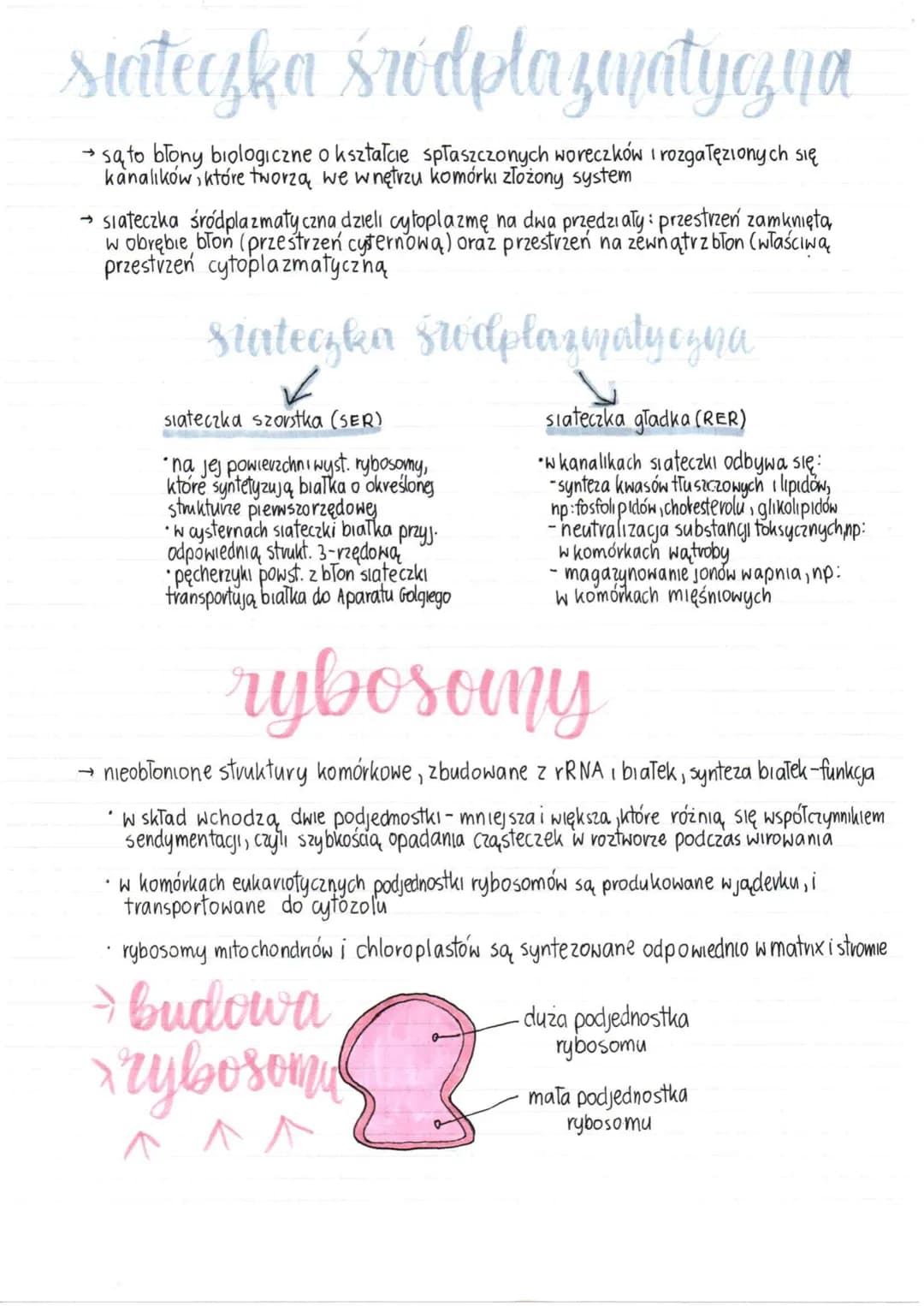 siateczka śródplazmatyqua
→ są to blony biologiczne o kształcie spłaszczonych woreczków i rozgałęzionych się
kanalików, które tworzą we wnęt